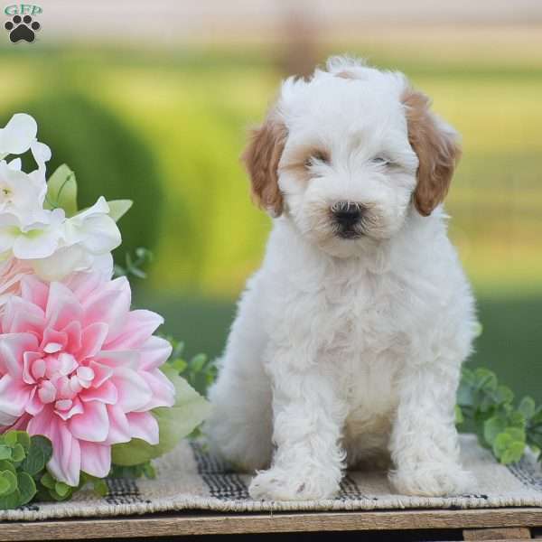 Olympia-F1BB, Mini Goldendoodle Puppy