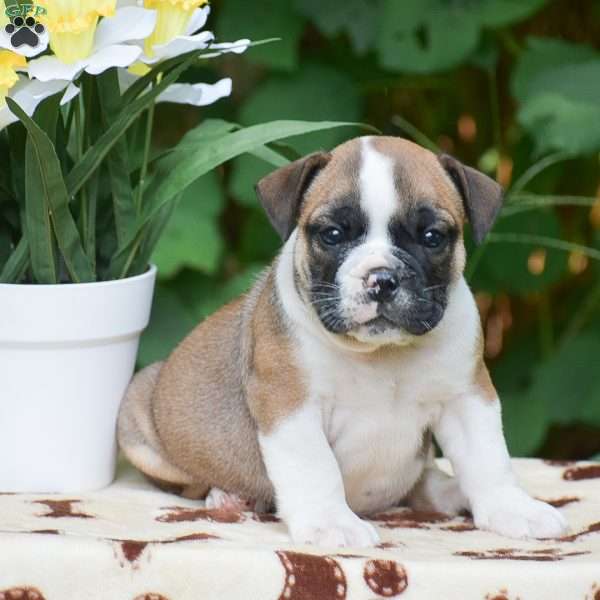 Memphis, Olde English Bulldogge Puppy