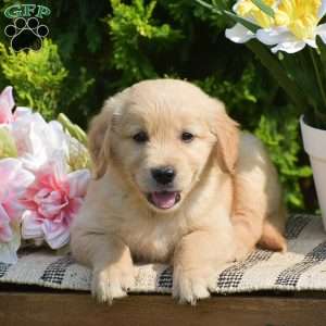 Roman, Golden Retriever Puppy