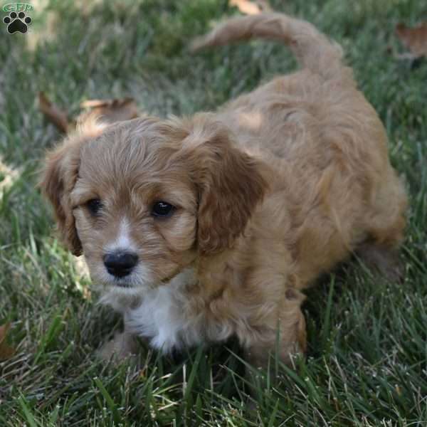 Ranger, Cavapoo Puppy