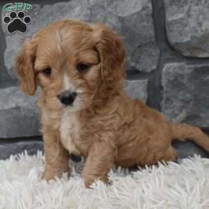Ranger, Cavapoo Puppy