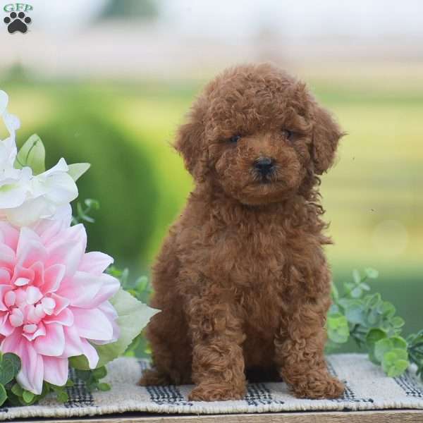 Olivia-F1BB, Mini Goldendoodle Puppy