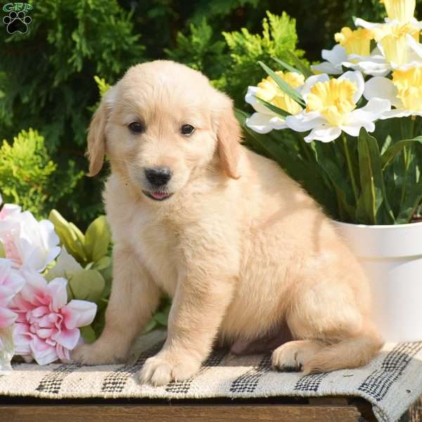 Roman, Golden Retriever Puppy