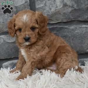 Miles, Cavapoo Puppy