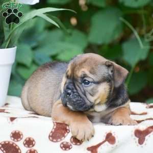 Moose, Olde English Bulldogge Puppy