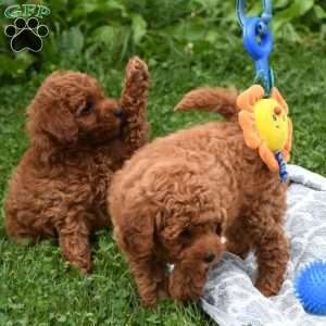 Mandy, Mini Goldendoodle Puppy