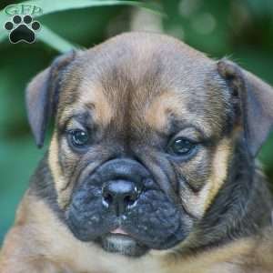 Moose, Olde English Bulldogge Puppy
