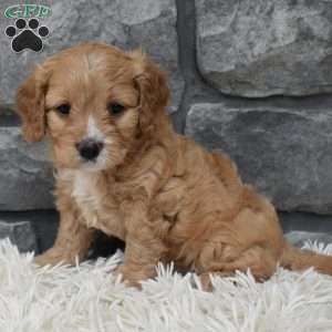 Ranger, Cavapoo Puppy