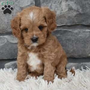 Miles, Cavapoo Puppy