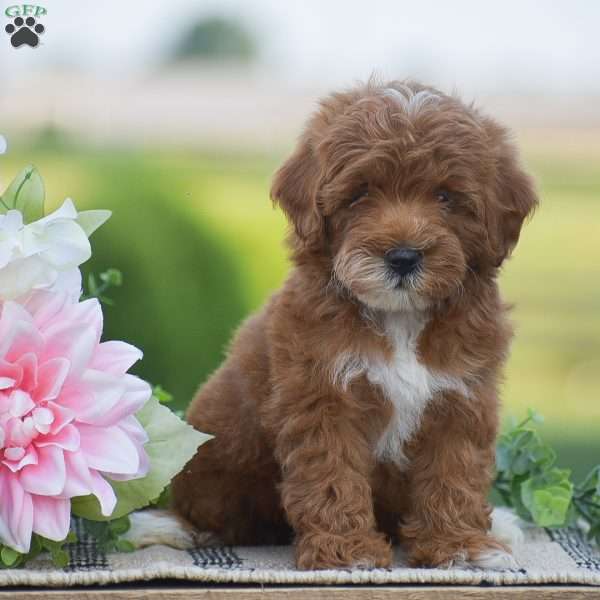 Odessa-F1BB, Mini Goldendoodle Puppy