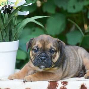 Moose, Olde English Bulldogge Puppy