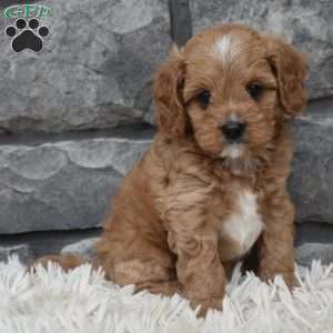 Miles, Cavapoo Puppy