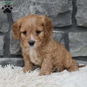Ranger, Cavapoo Puppy