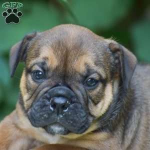 Moose, Olde English Bulldogge Puppy