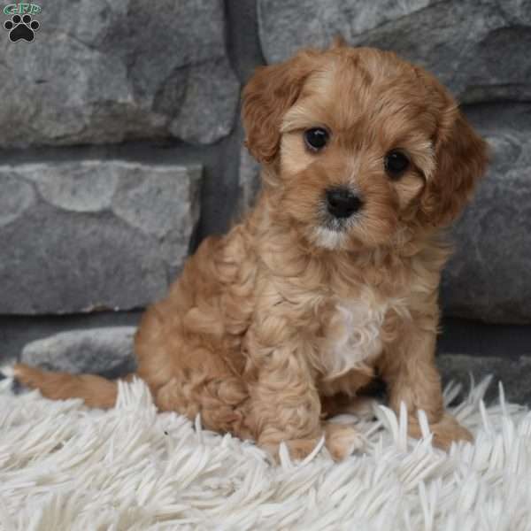 Maggie, Cavapoo Puppy