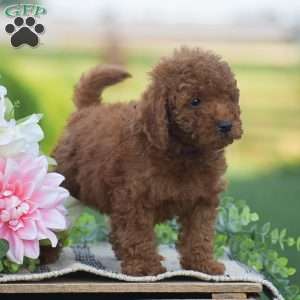 Owen-F1BB, Mini Goldendoodle Puppy