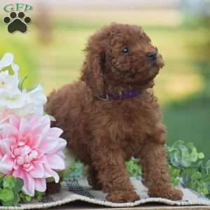 Owen-F1BB, Mini Goldendoodle Puppy