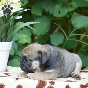 Marcus, Olde English Bulldogge Puppy