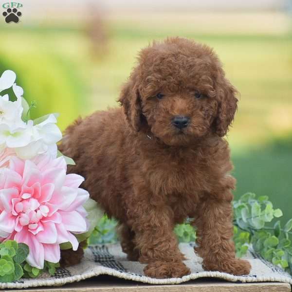 Owen-F1BB, Mini Goldendoodle Puppy