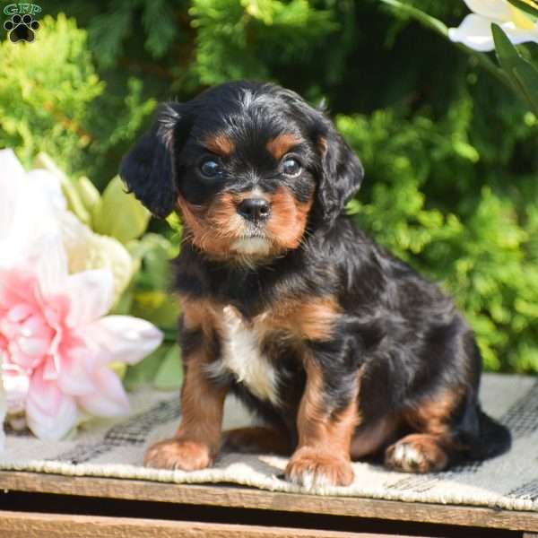 Scott, Cavalier King Charles Spaniel Puppy