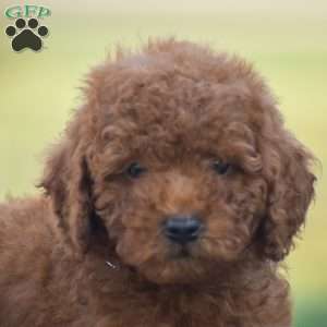 Owen-F1BB, Mini Goldendoodle Puppy
