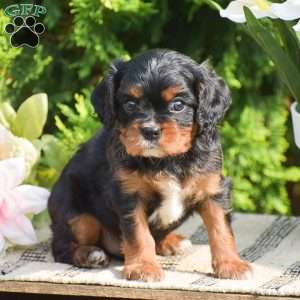Scott, Cavalier King Charles Spaniel Puppy