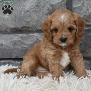 Miles, Cavapoo Puppy
