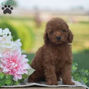 Owen-F1BB, Mini Goldendoodle Puppy