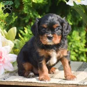 Scott, Cavalier King Charles Spaniel Puppy