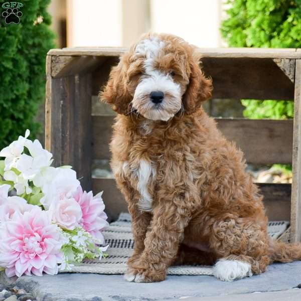Bruno, Mini Goldendoodle Puppy