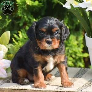 Scott, Cavalier King Charles Spaniel Puppy