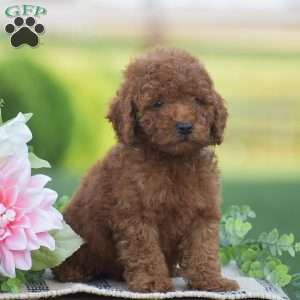 Owen-F1BB, Mini Goldendoodle Puppy
