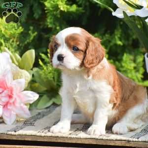 Sugar, Cavalier King Charles Spaniel Puppy