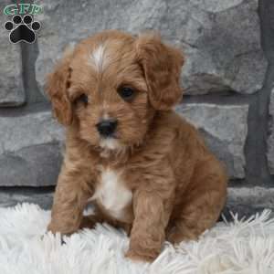 Miles, Cavapoo Puppy