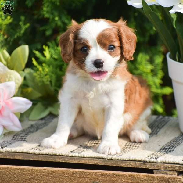 Sugar, Cavalier King Charles Spaniel Puppy