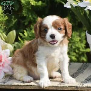 Sugar, Cavalier King Charles Spaniel Puppy