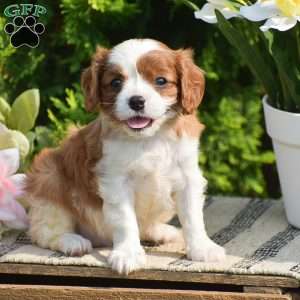 Sugar, Cavalier King Charles Spaniel Puppy