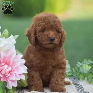 Owen-F1BB, Mini Goldendoodle Puppy