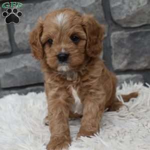Miles, Cavapoo Puppy