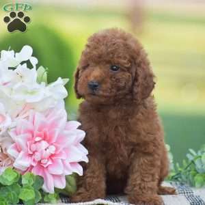 Owen-F1BB, Mini Goldendoodle Puppy