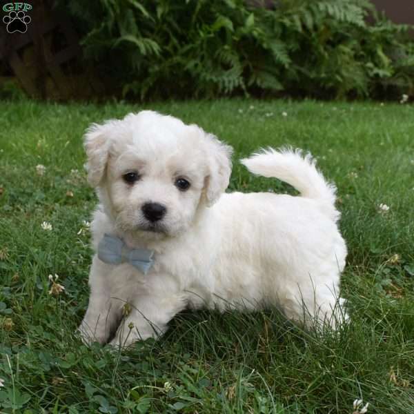Tigger, Cavachon Puppy