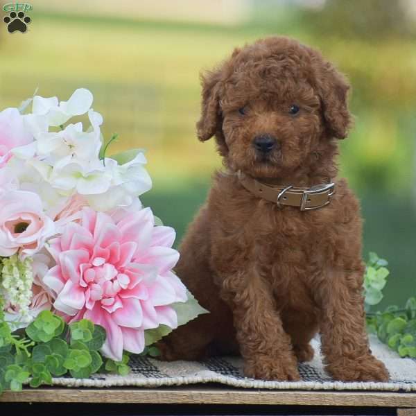 Orlanda-F1BB, Mini Goldendoodle Puppy