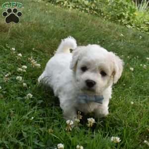 Tigger, Cavachon Puppy