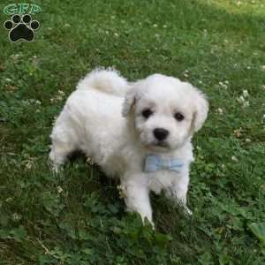 Tigger, Cavachon Puppy