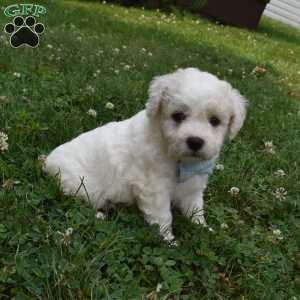 Tigger, Cavachon Puppy