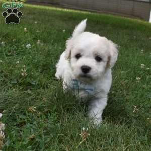 Tigger, Cavachon Puppy