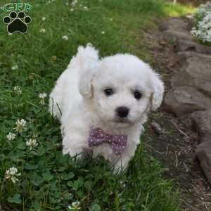 Theresa, Cavachon Puppy