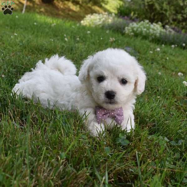 Theresa, Cavachon Puppy