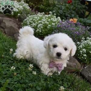 Theresa, Cavachon Puppy