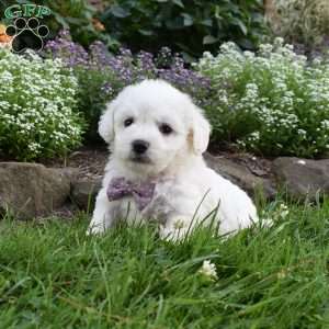 Theresa, Cavachon Puppy